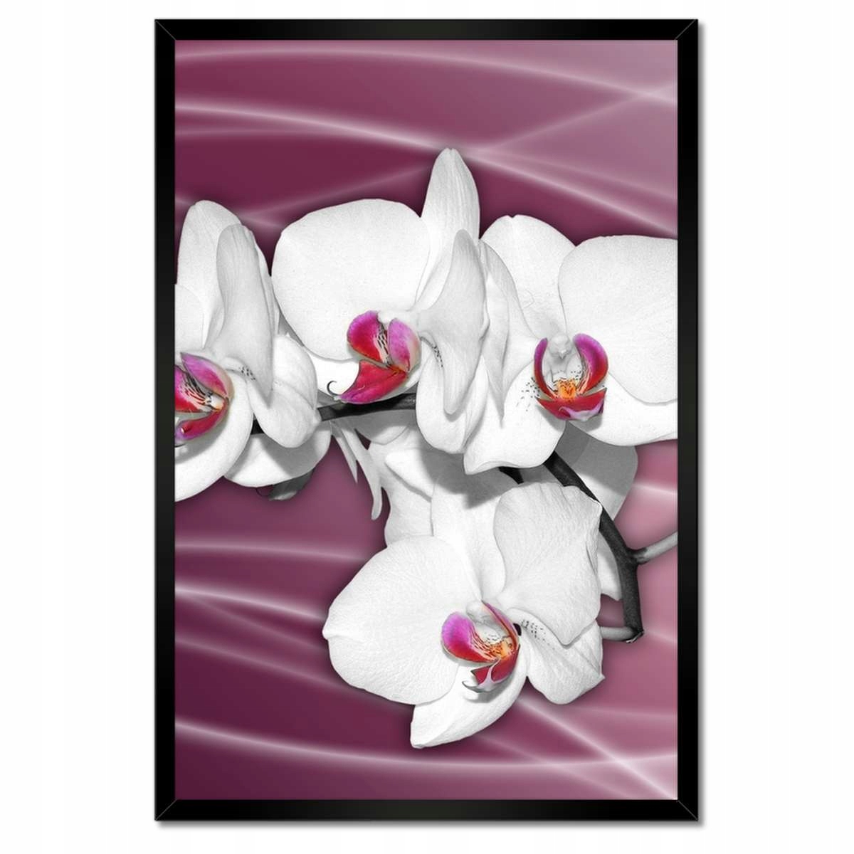 Plakáty v rámu 40x60 Krásná Orchidej Květiny