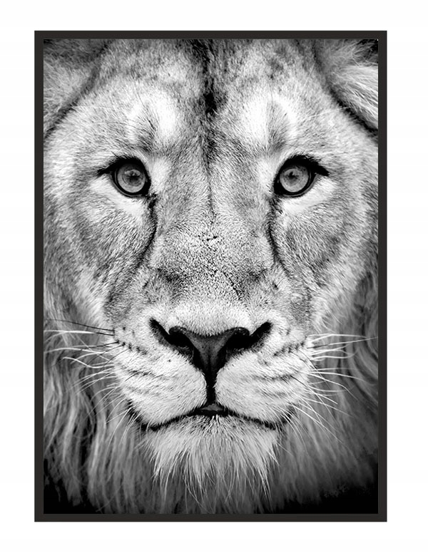 

Obraz Plakat W Ramie 43x33 cm Lew P1232