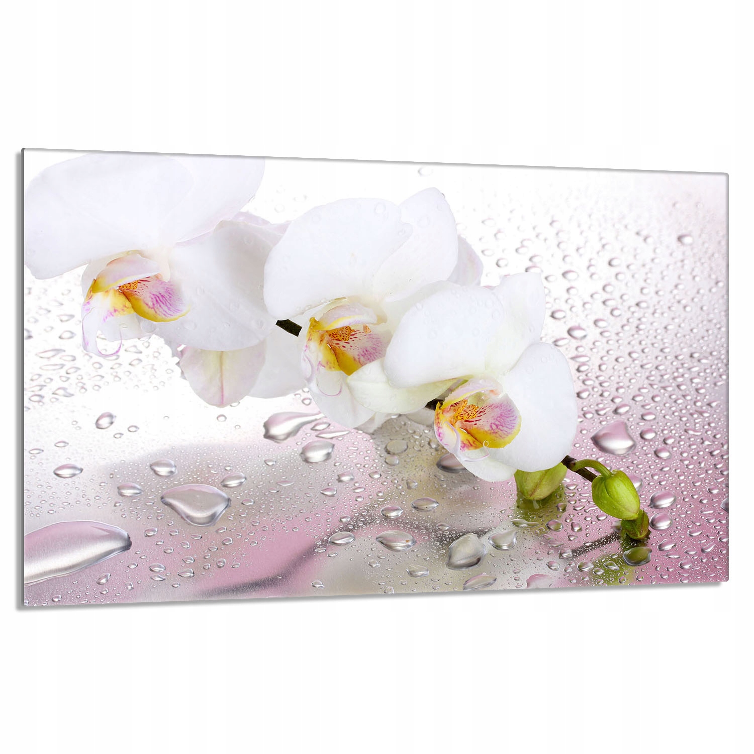 Skleněná ochranná deska na sporák 80x52 Orchidej Do Kuchyně