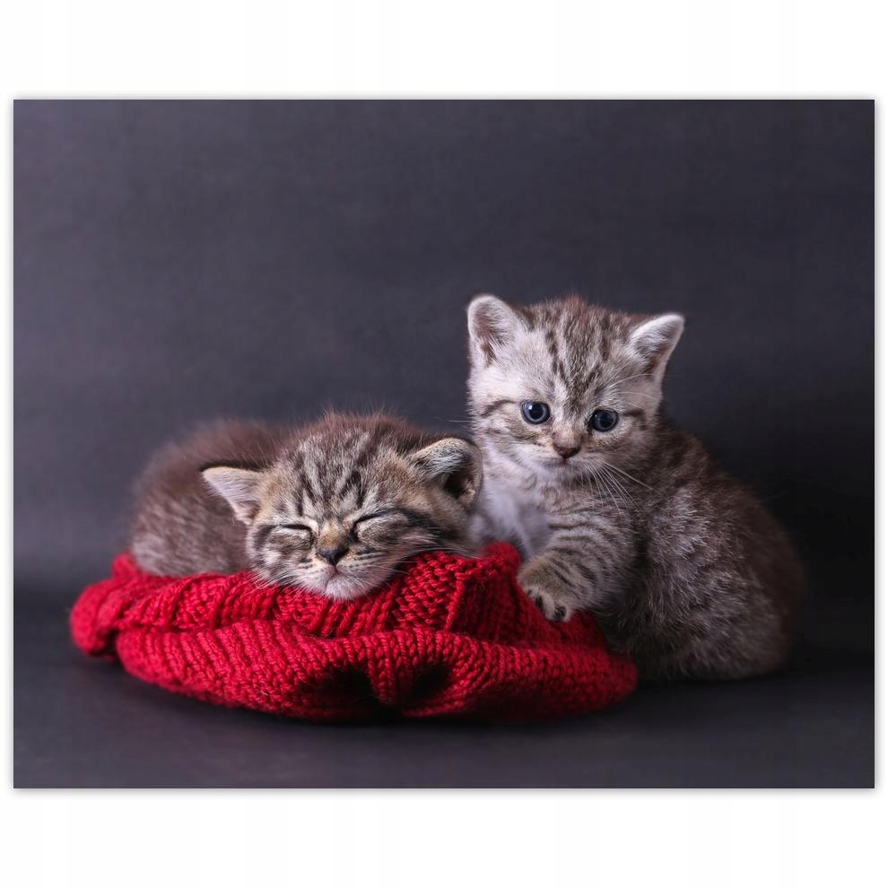 

Plakat 50x40 Kotek Kotki Koty Kicia