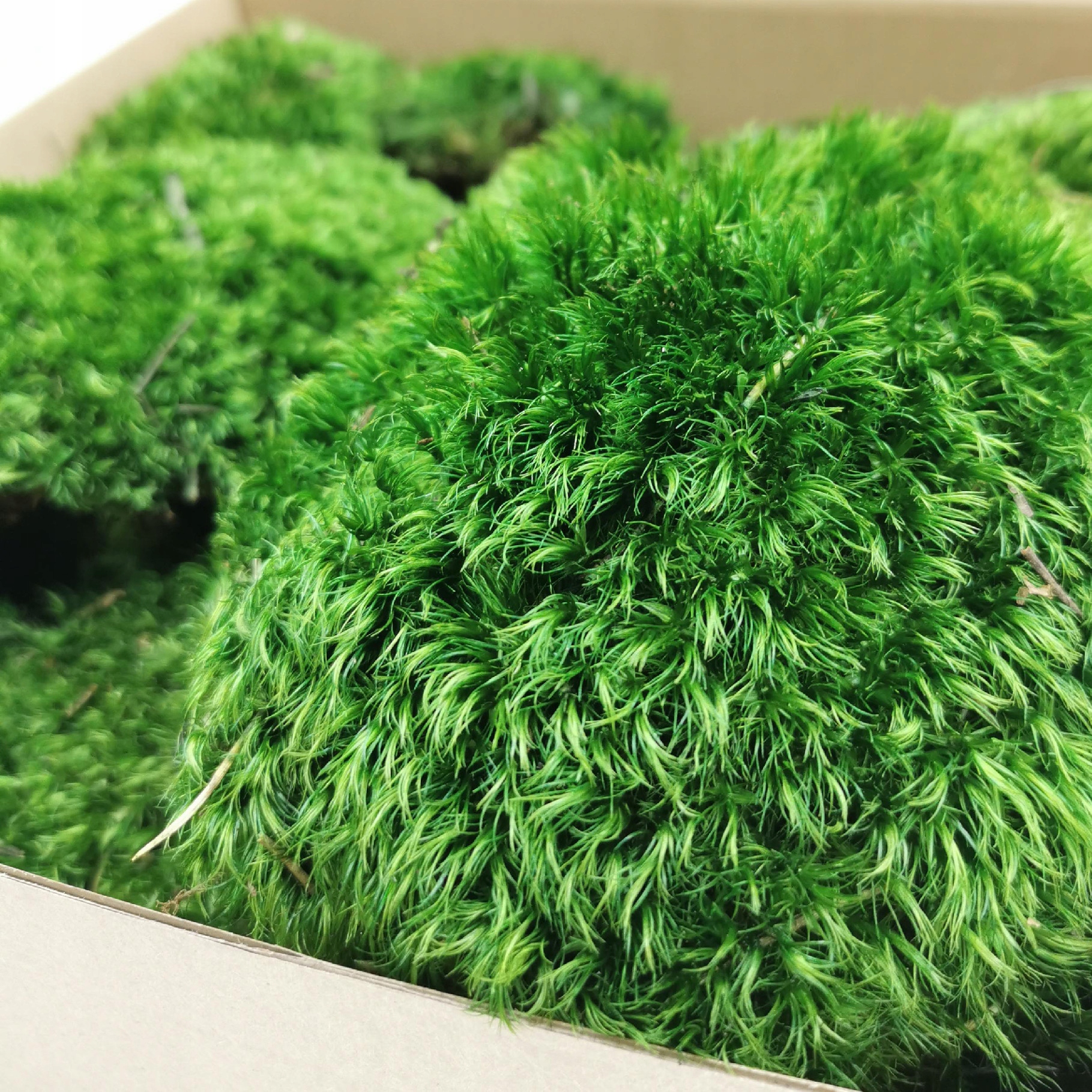 Mech Bagienny Poduszkowy do Chrobotek 0.55m2 Rodzaj mech poduszkowy