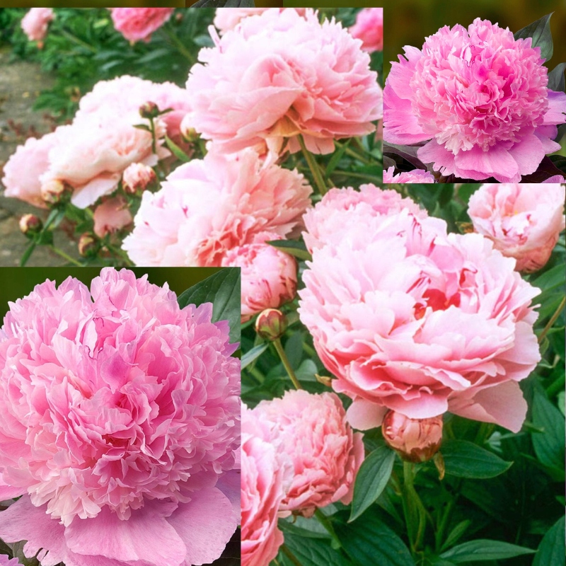 Piwonia Róż Perłowy – Wyjątkowe Kwiaty na Rabaty i Dekoracje Producent inna