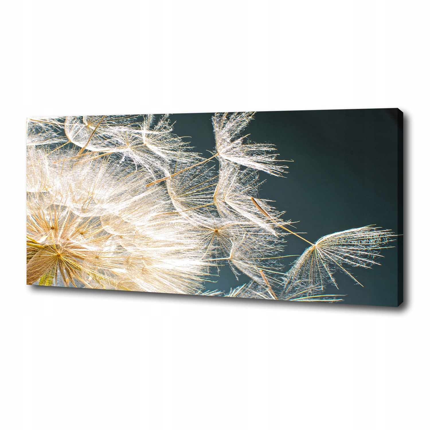 

Foto obraz na płótnie Nasiona dmuchawca 125x50 cm
