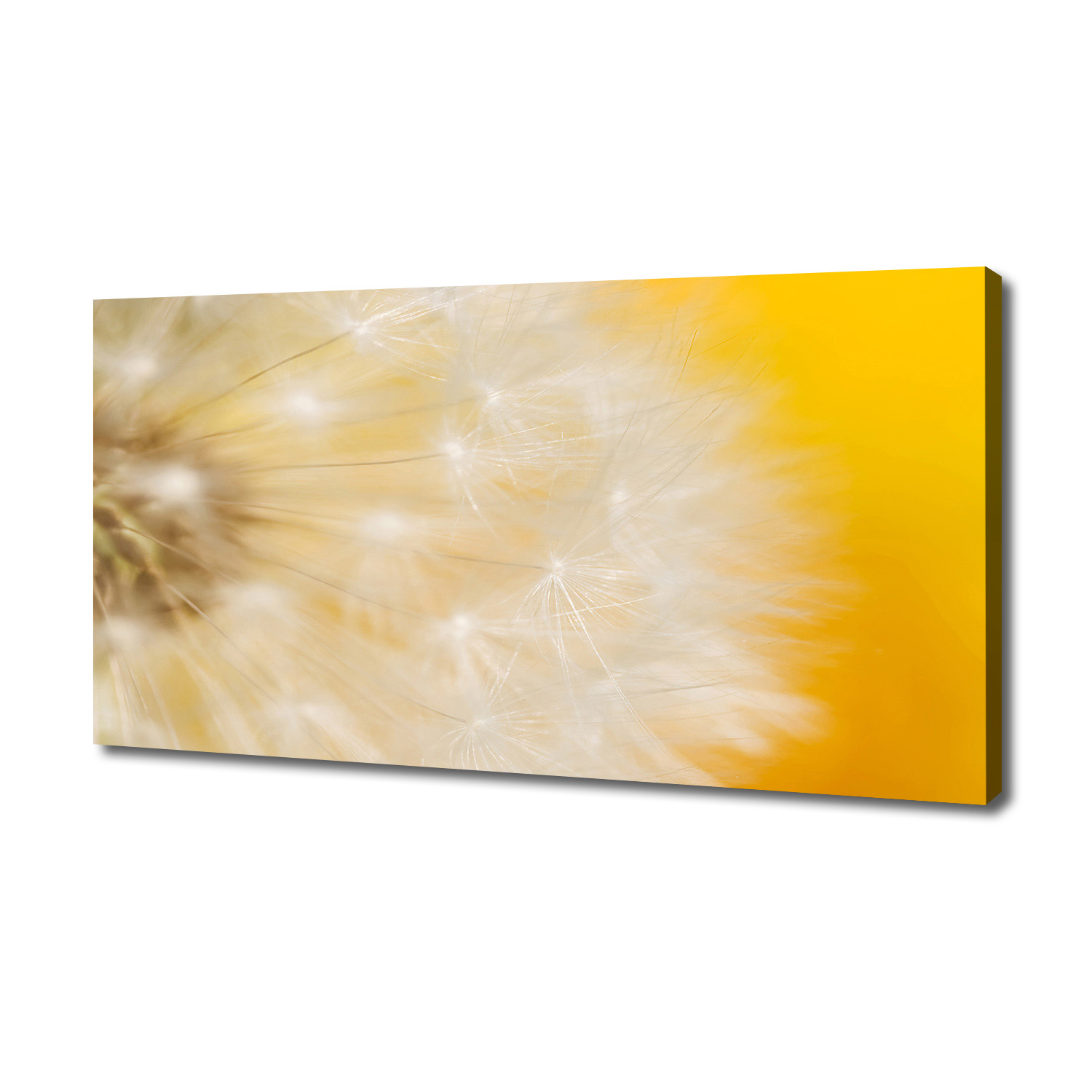 

Foto obraz canvas na ścianę Dmuchawiec 140x70 cm