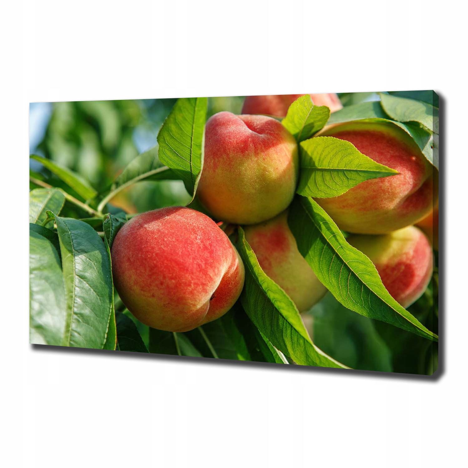 

Foto obraz canvas na ścianę Brzoskwinie 100x70 cm