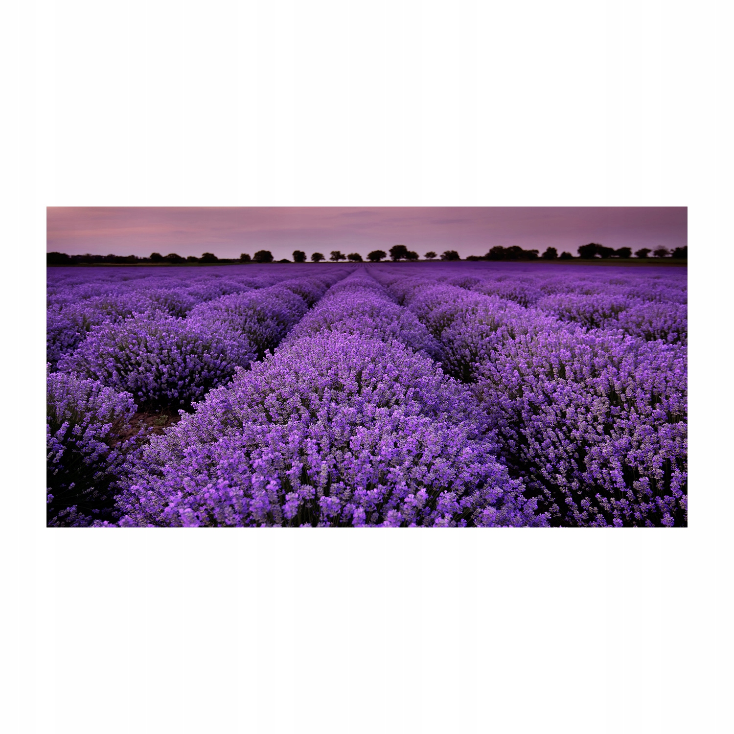 

Foto-obraz akrylowy Pole lawendy zdjęcie 140x70 cm