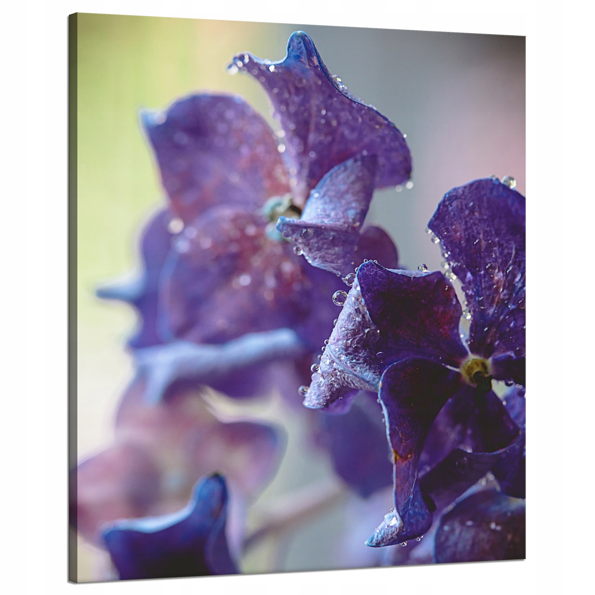 Obraz na plátně Botanika Indigo orchidej 80x100 cm