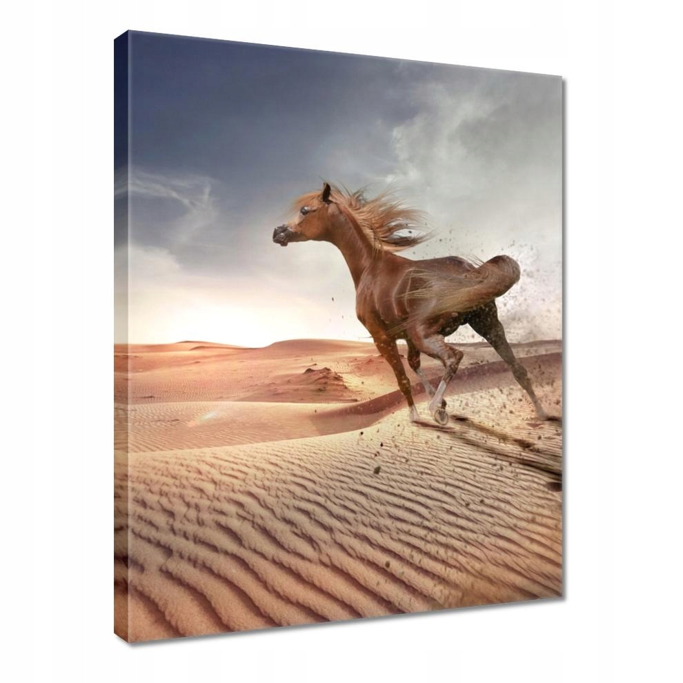 

Obrazy 30x40 Koń Konie Jeździectwo