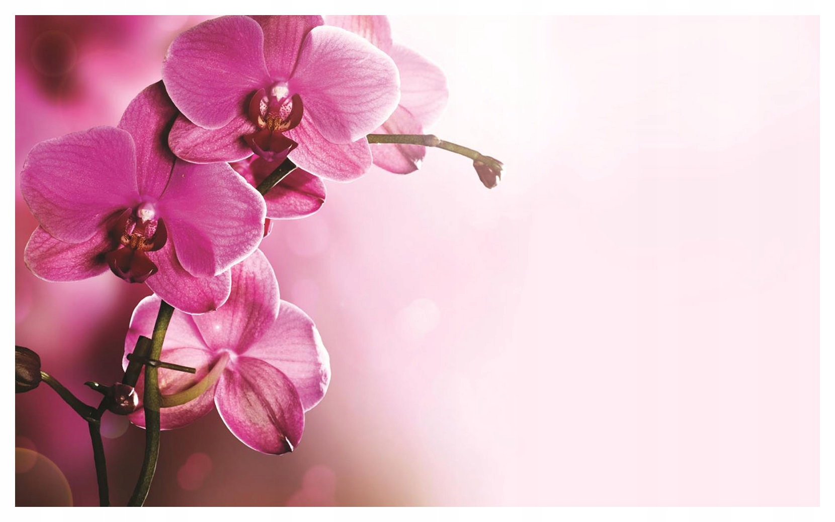 Vliesová fototapeta Orchideje jemnost harmonie krása 312x219 lepidlo