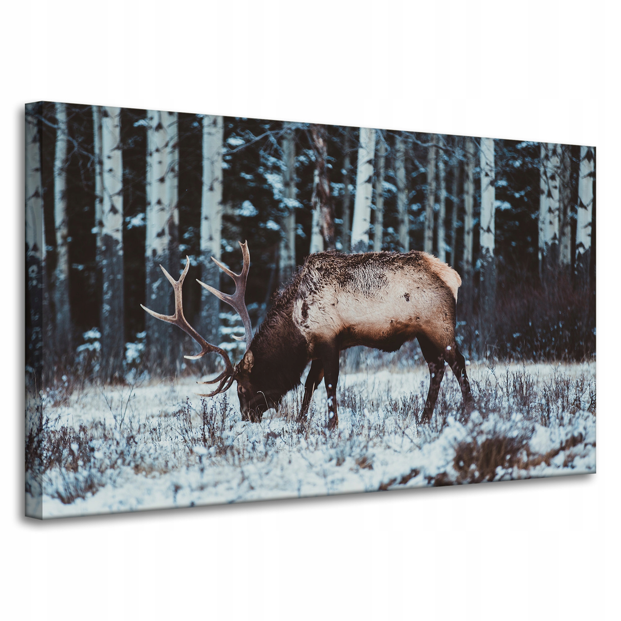 Obraz Canvas Zvířata Jelen kanadský 100x60 cm