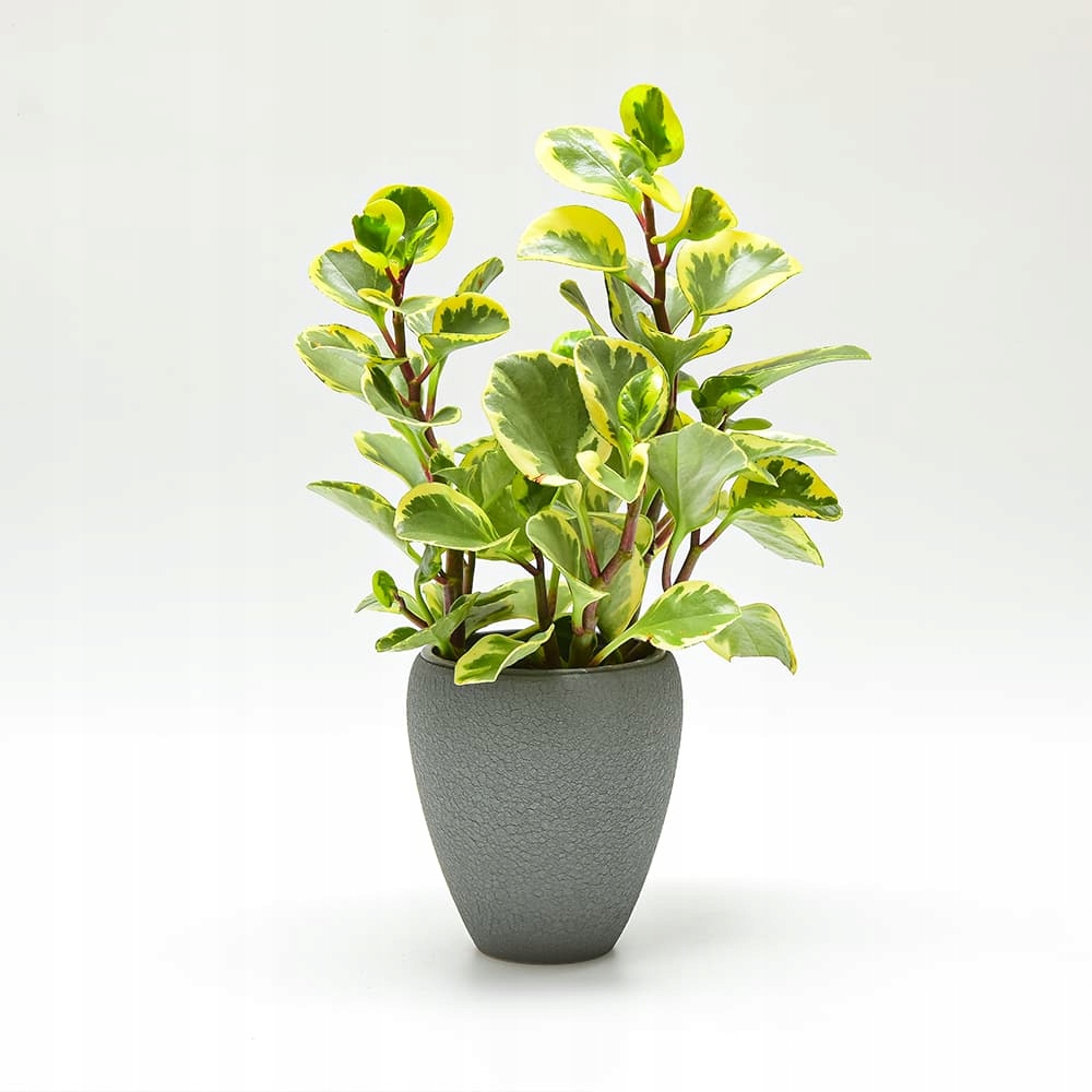 Osłonka Ceramiczna Lizard Wysokość produktu 15.5 cm