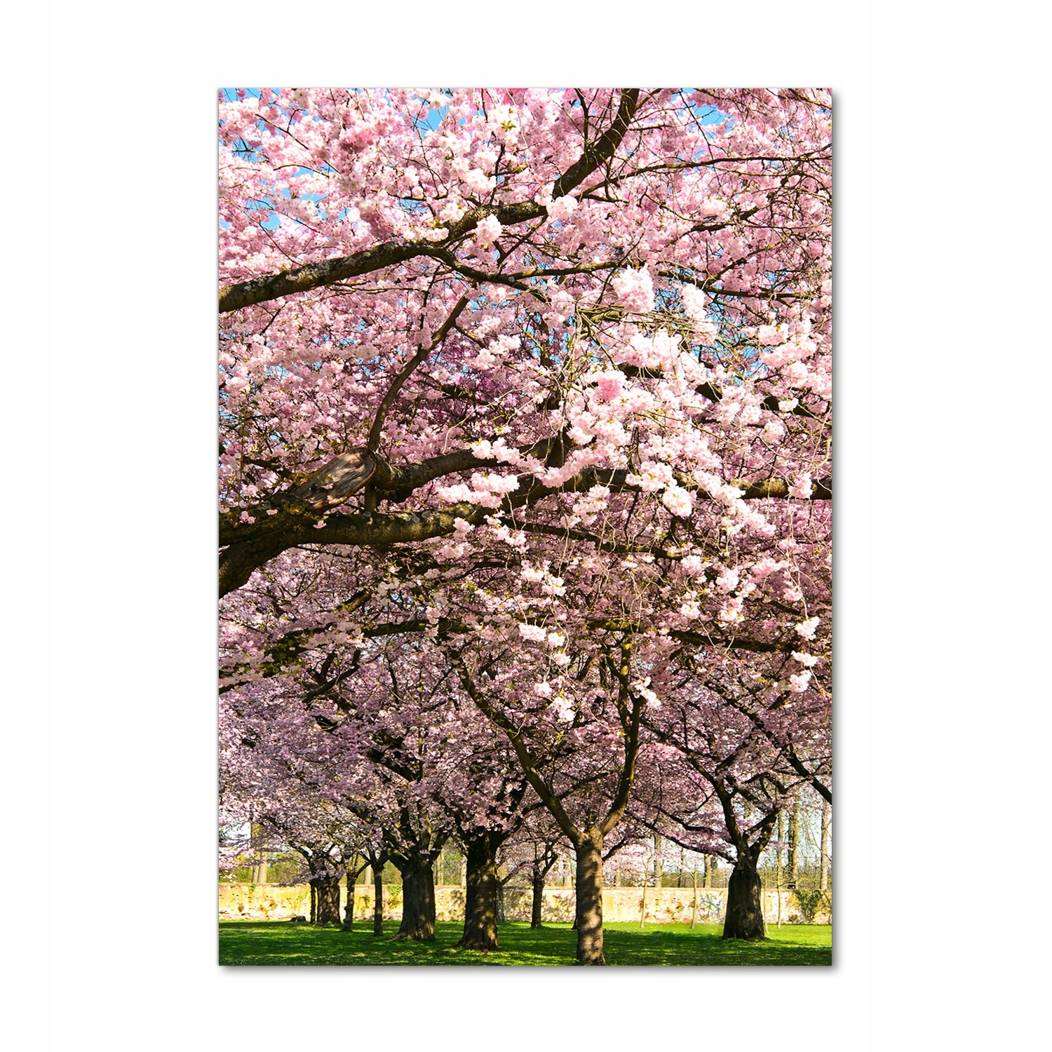 

Foto obraz szkło hartowane Drzewa wiśni 70x100 cm