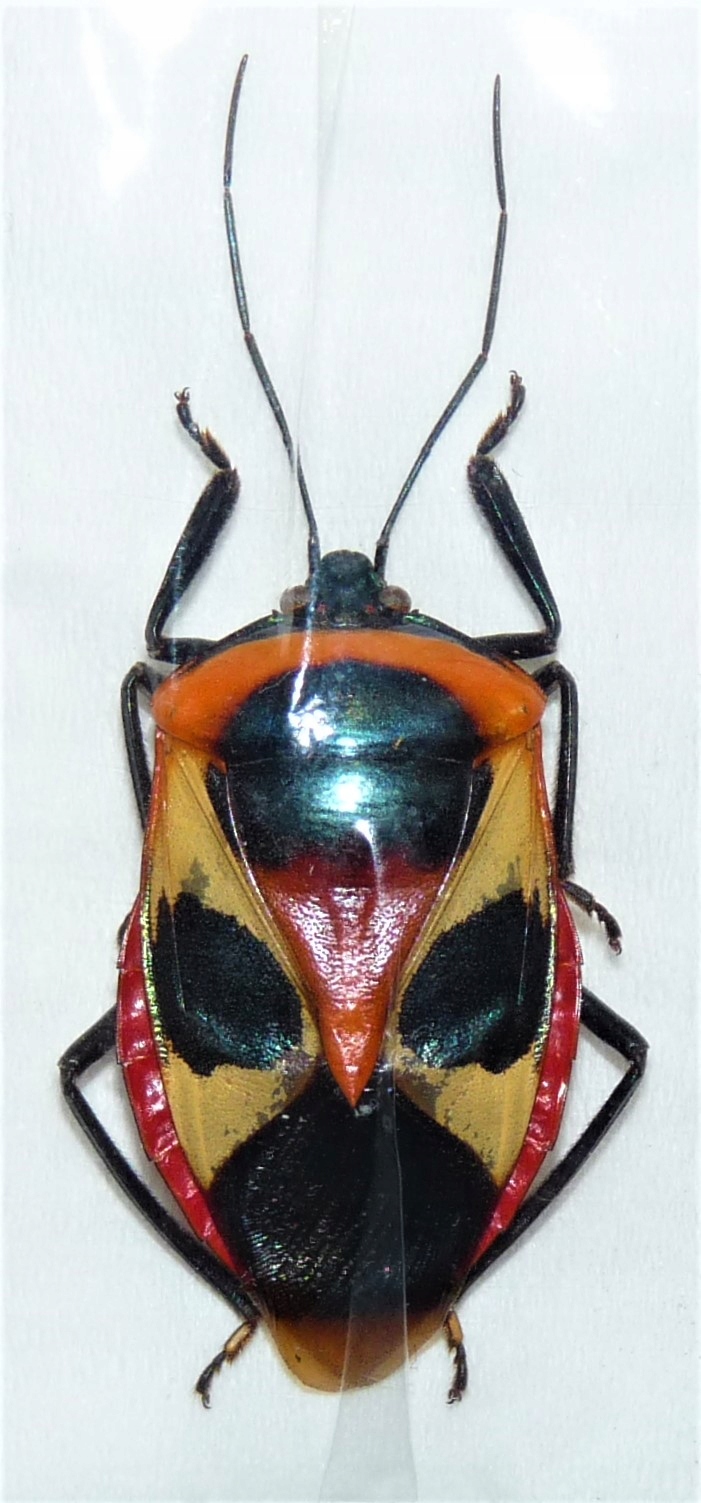 Catacanthus punctus .