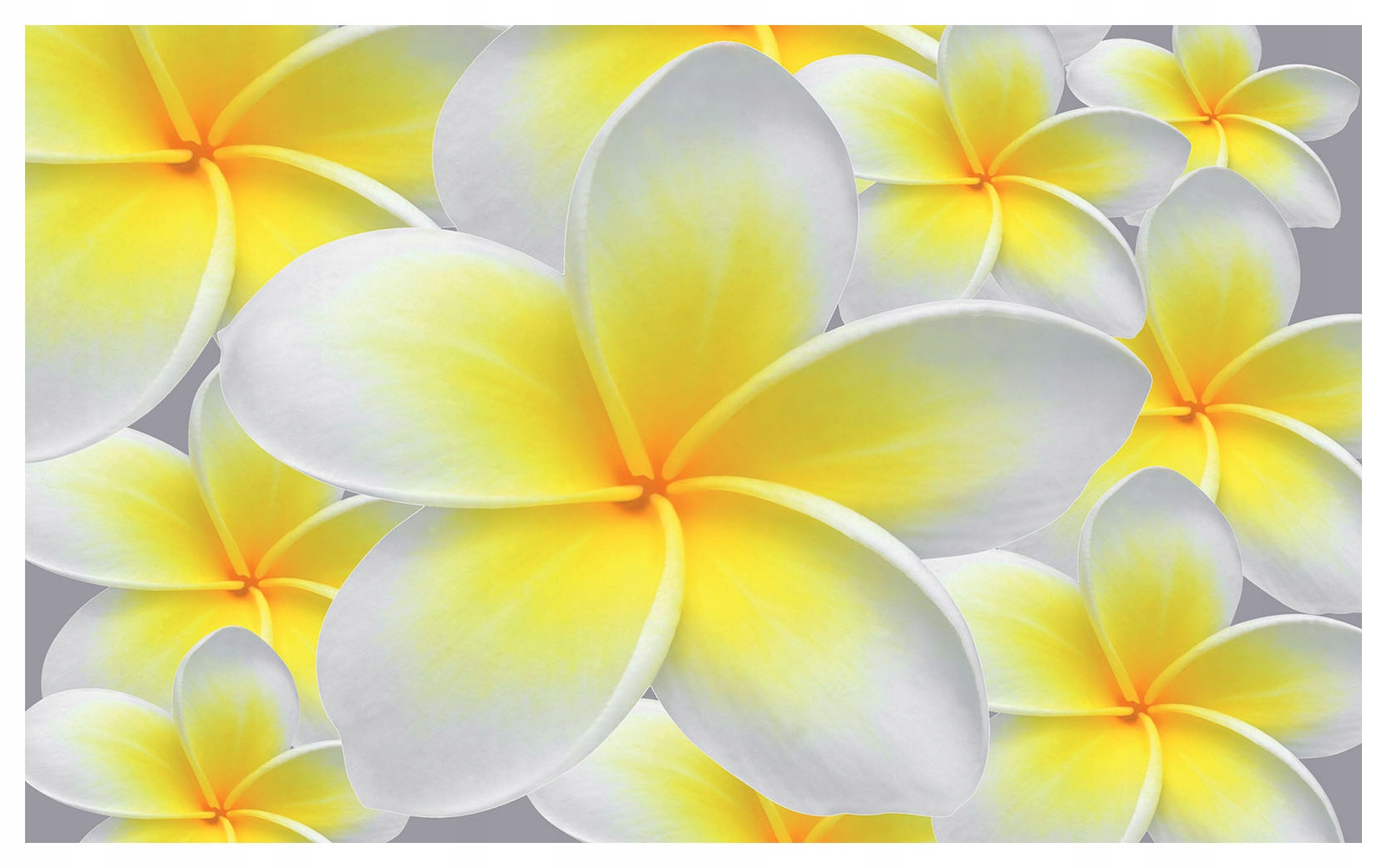 Fototapeta Plumeria jemné vinylové vločky 416x254 tropický akcent lepidlo
