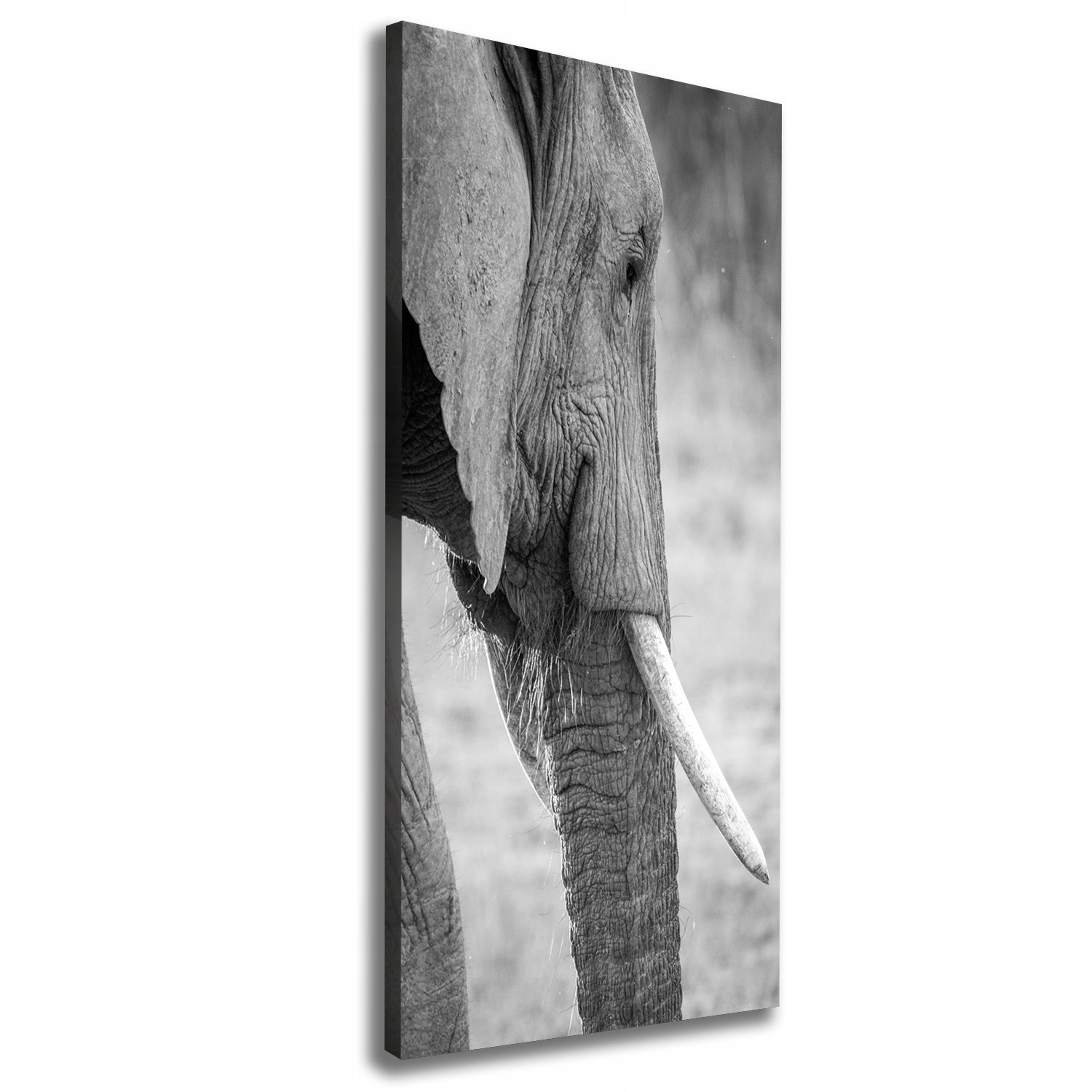 

Foto obraz drukowany na płótnie Słoń 50x125 cm