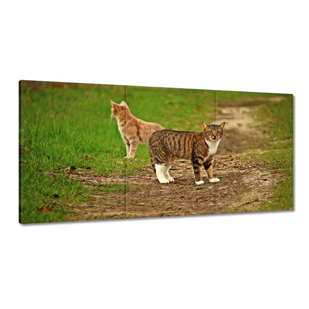 Obrazy 180x90 Mačka Mačičky Mačky Mačiatko
