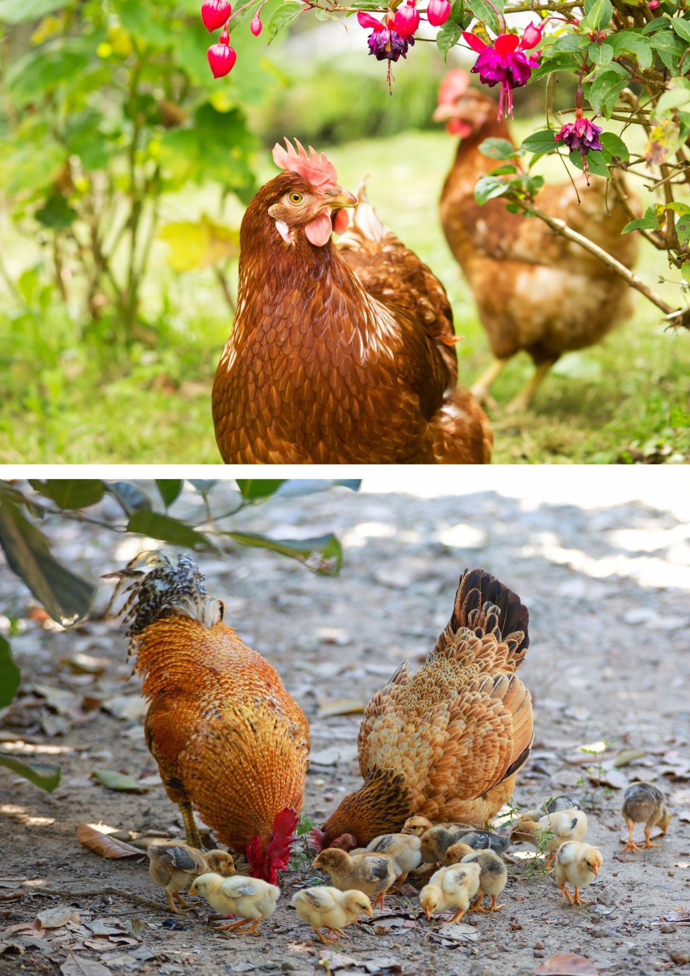 Pasza KONCENTRAT 30% dla kur niosek Farmer 25kg Rodzaj karma