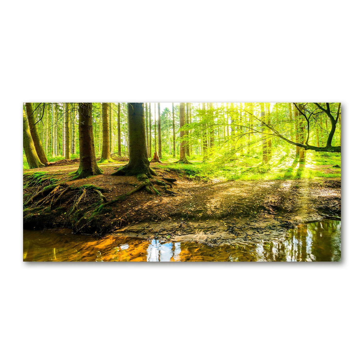 

Foto obraz szkło akryl Promyki słońca las 120X60cm