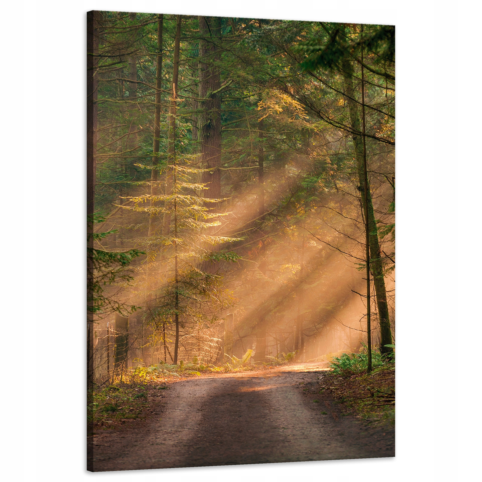 Obraz na plátně Stezka v lese Stromy Příroda 60x90 cm