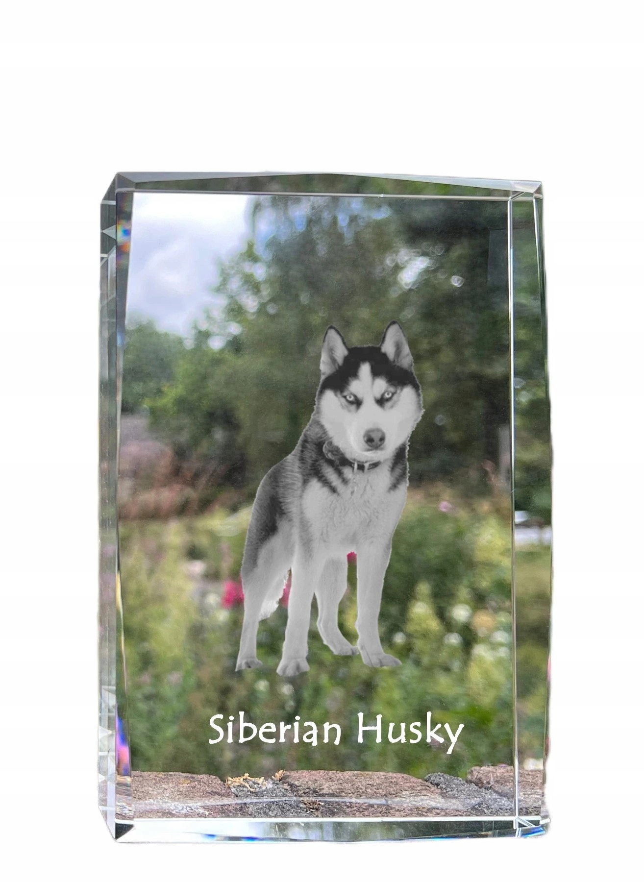 Sibírsky husky fotografia psa v kryštáli, suvenír, trofej, poďakovanie