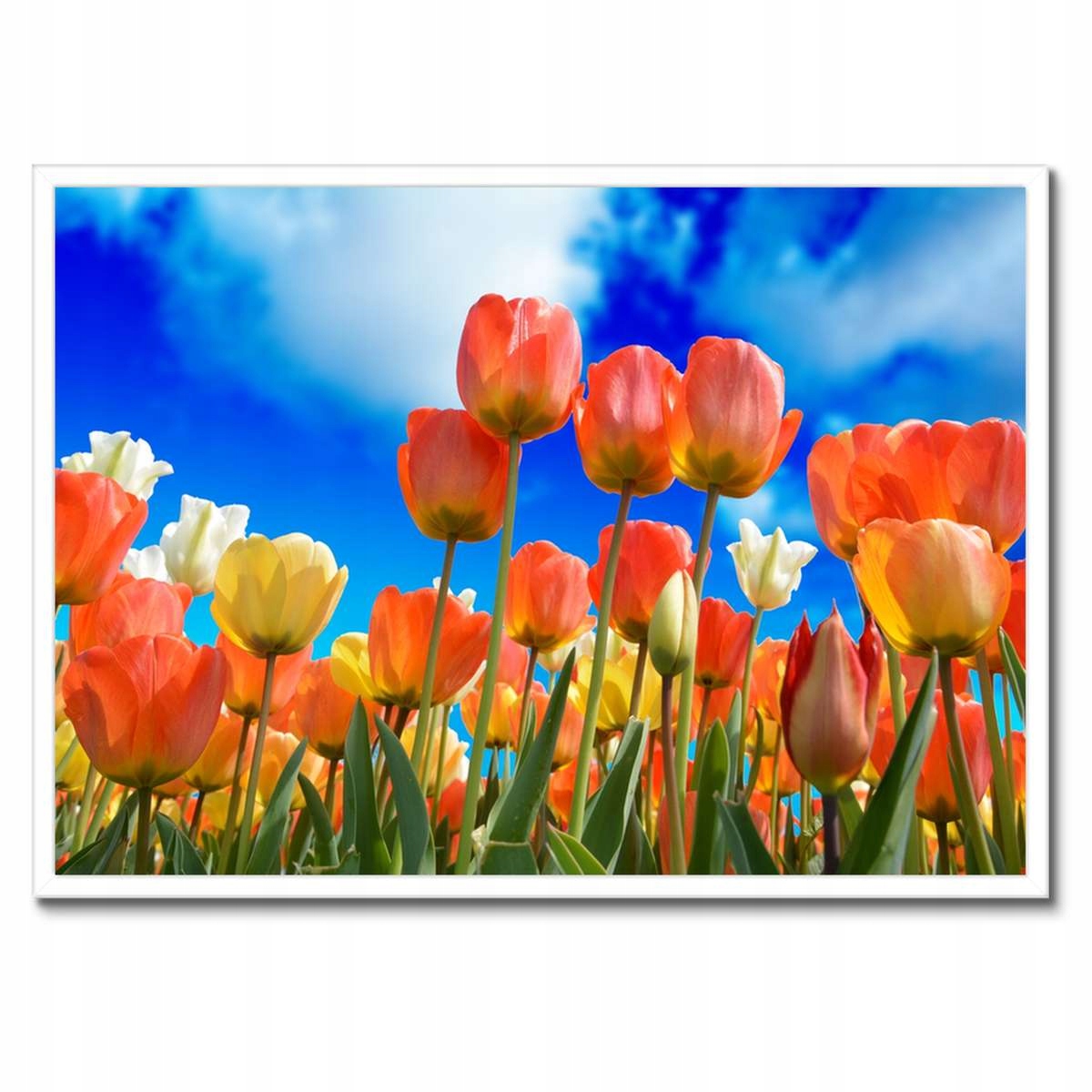 Plakáty v rámu 70x50 Barevné tulipány Květiny