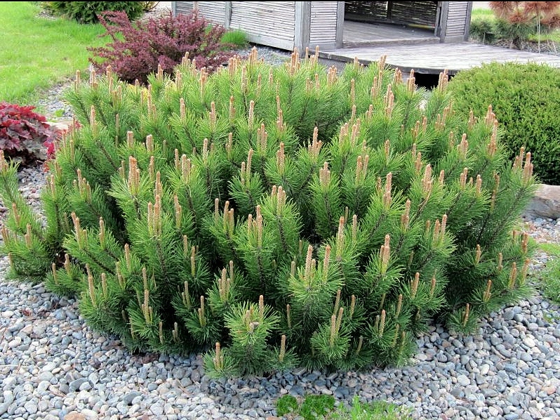 Sosna kosodrzewina PUMILIO w doniczce