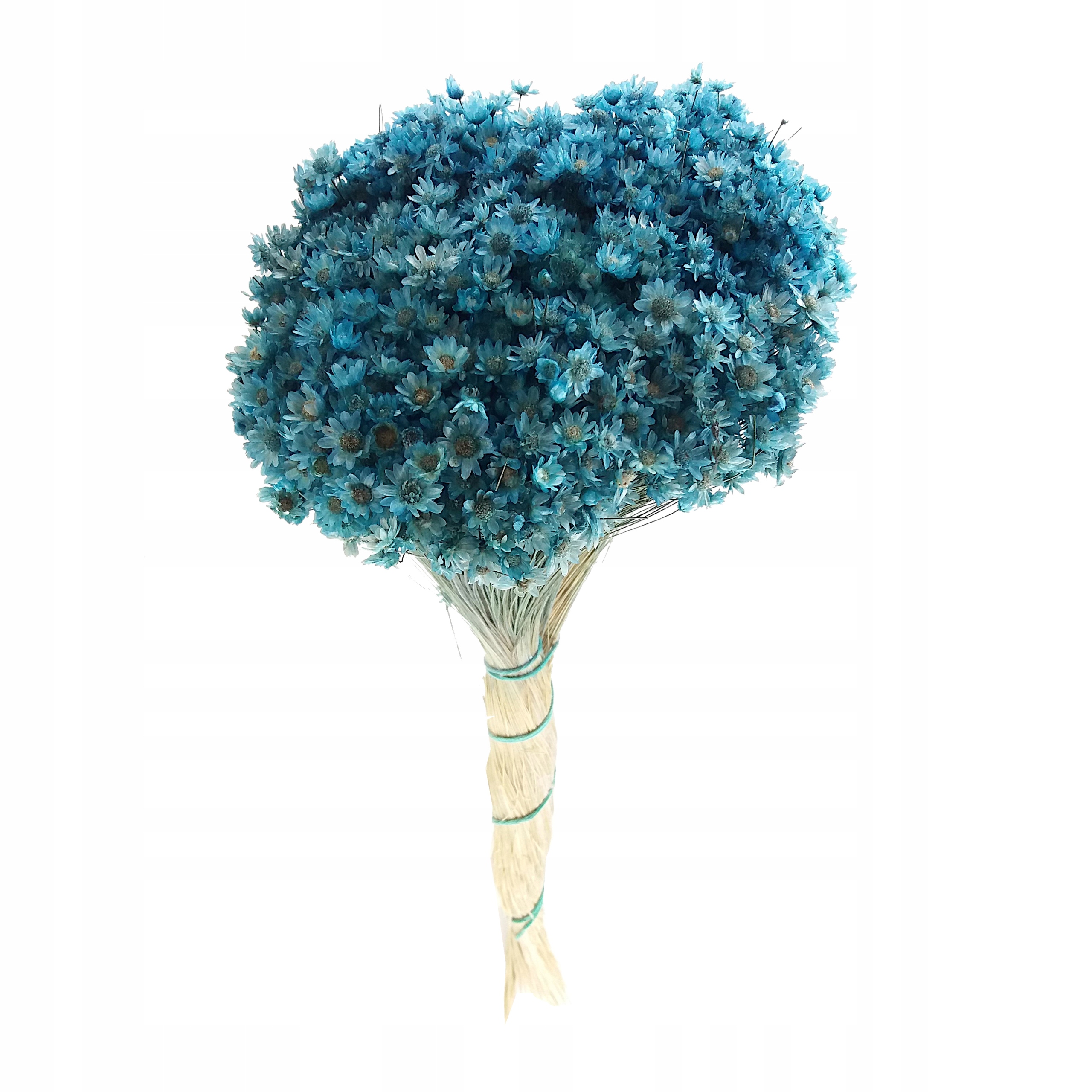 

Glixia Niebieska gliksja kwiaty suszone suszki