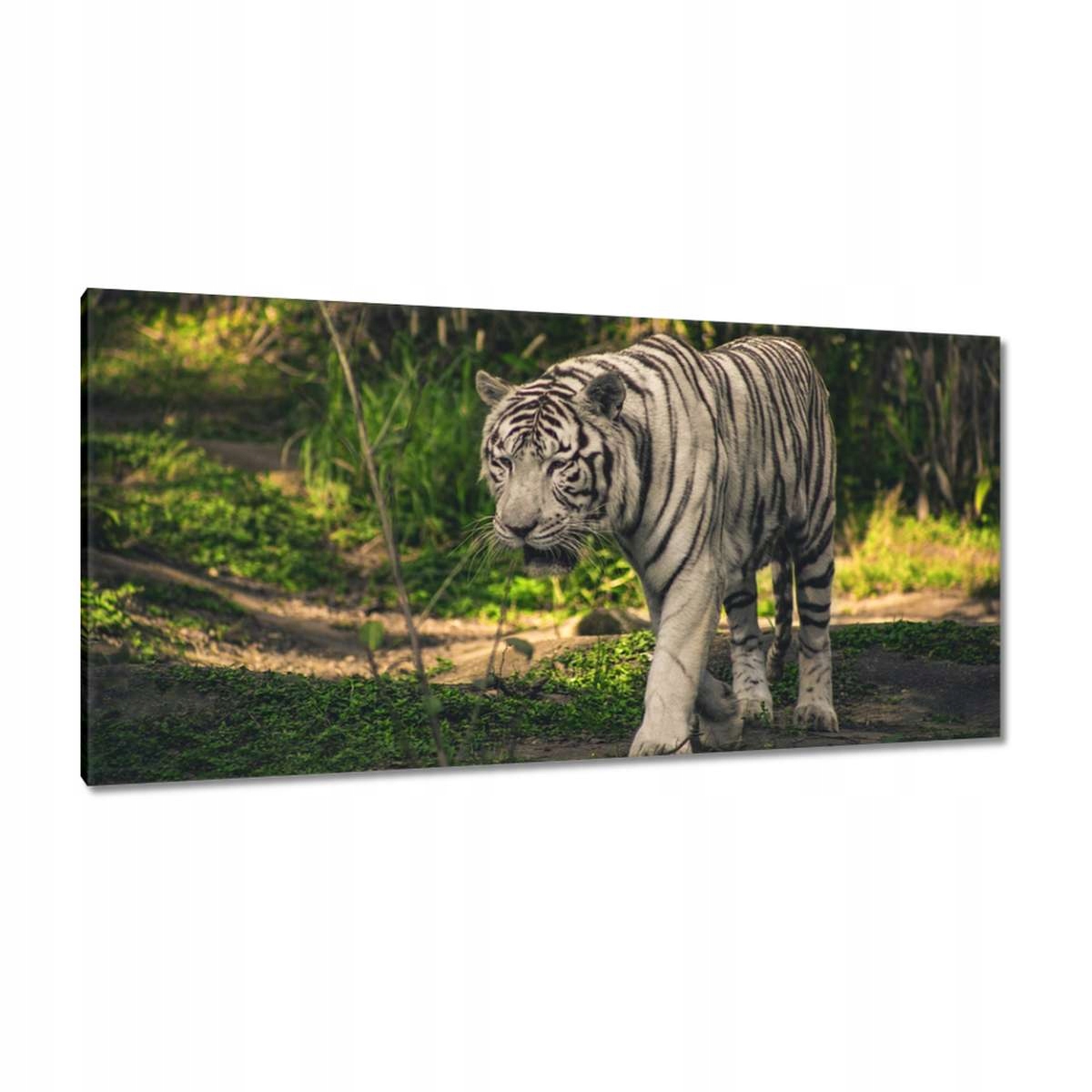 Obrazy 115x55 Tygr