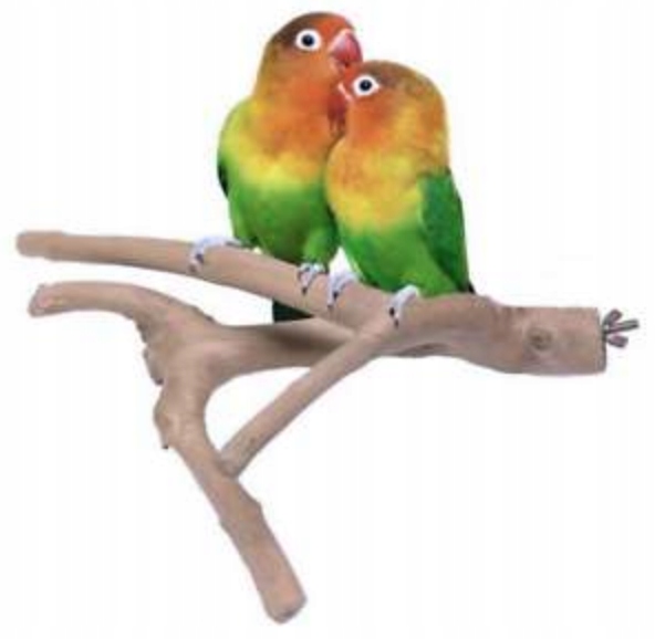 Levně Java S bidýlko větev z nezničitelného dřeva java pro korely a jiné