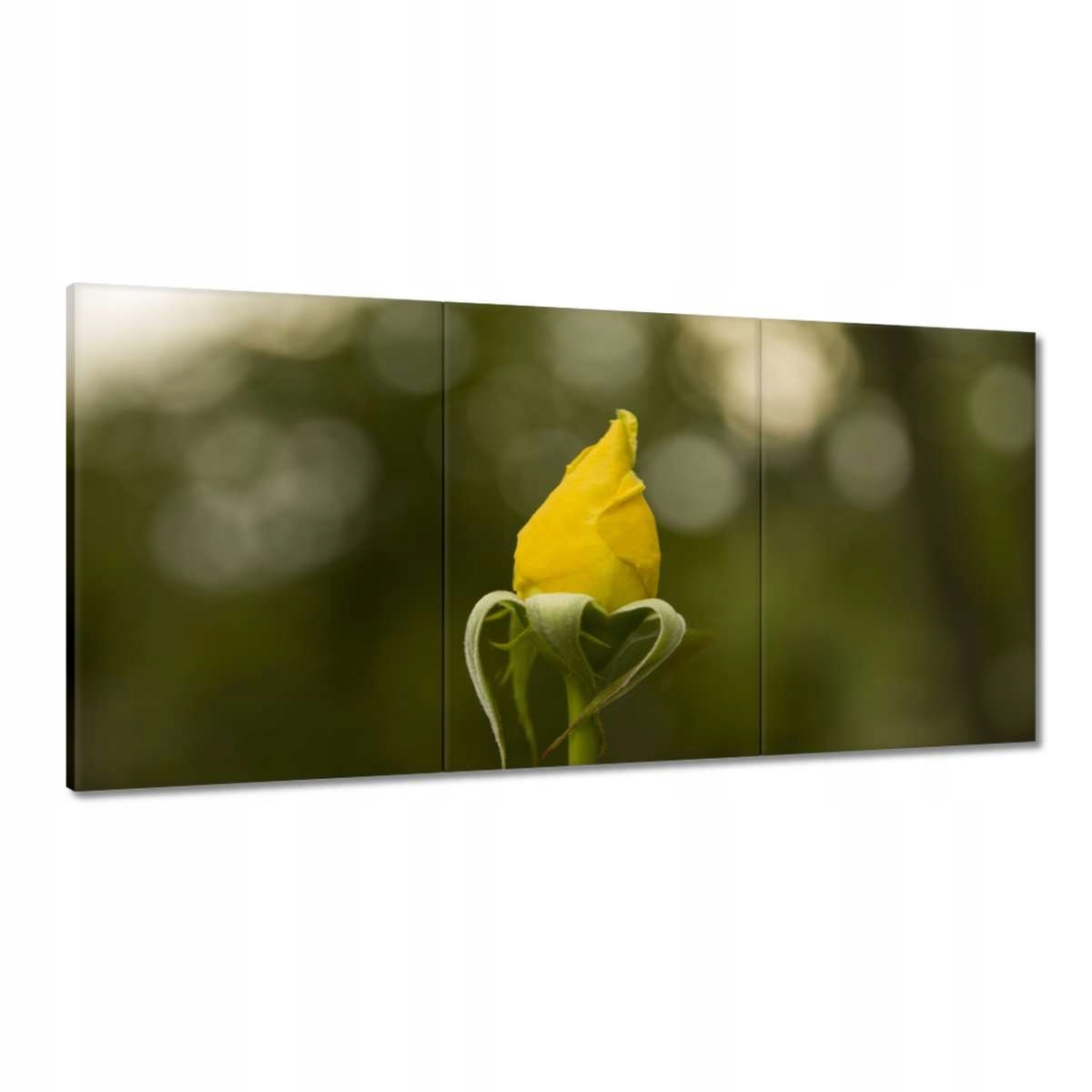 Obrazy 120x60 Žlutá růže