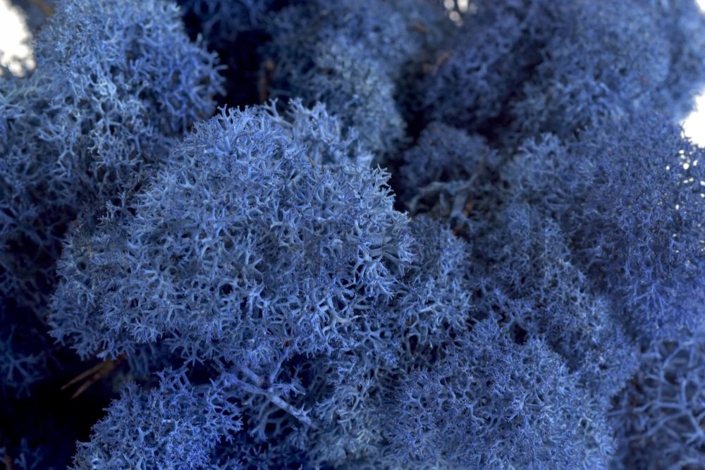 

Mech Żywy Niebieski Las W Słoiku Rośliny Roślina