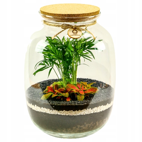 

MikroKlimat Las w słoiku 33cm Chamedora Fittonia