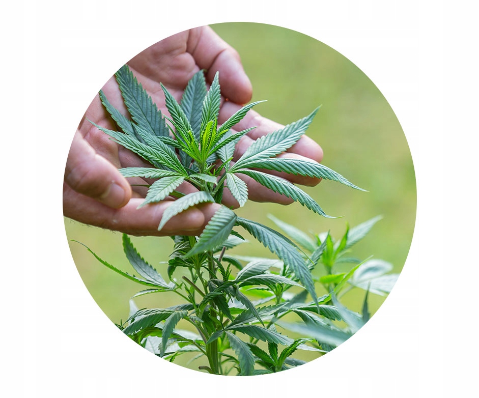 NATURALNY KREM DO TWARZY 50ml MANU NATU Typ skóry Do wszystkich typów skóry