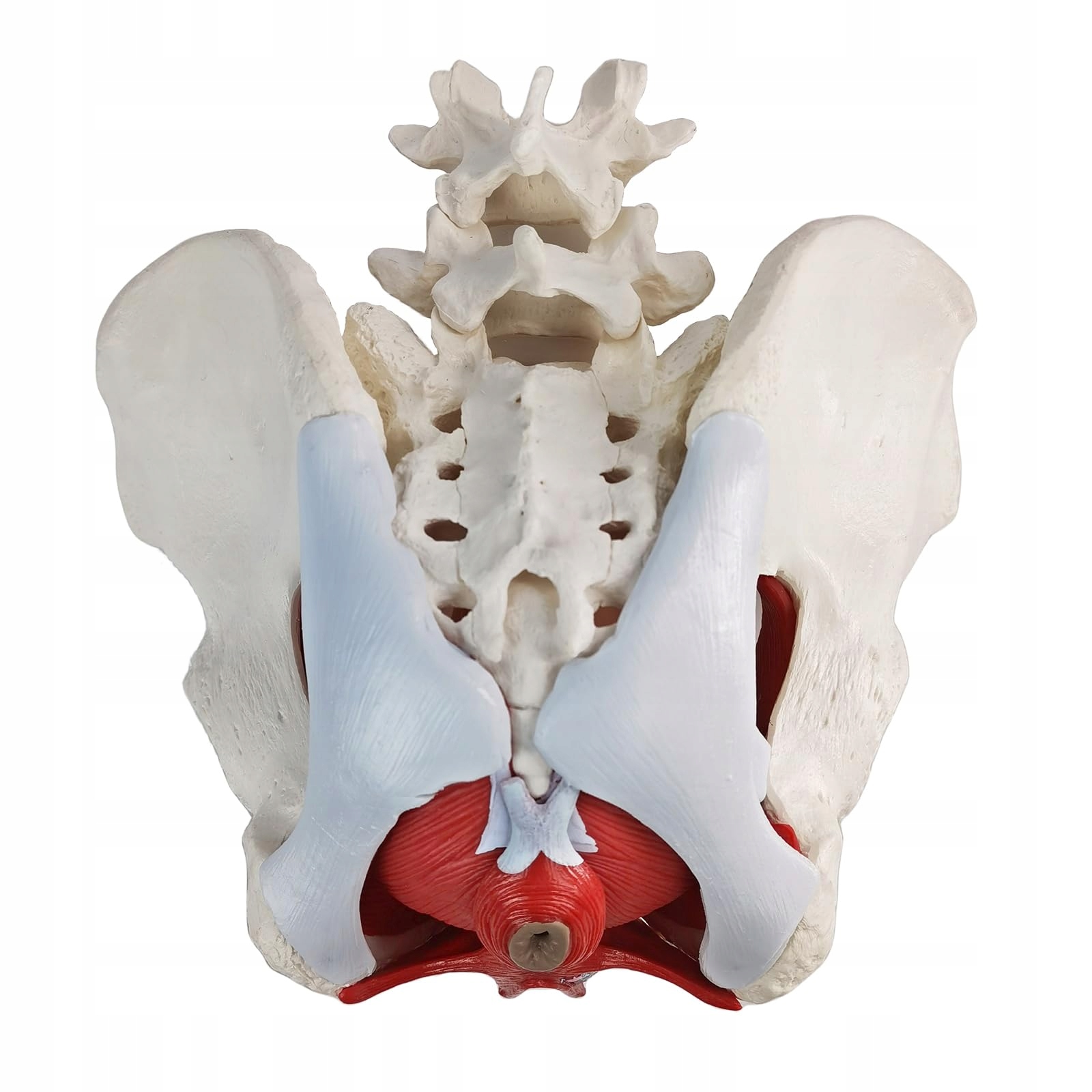 WEIBLICHES Becken Perineum Model Z Organami Edukacyjne 6 Części — miniatura 7