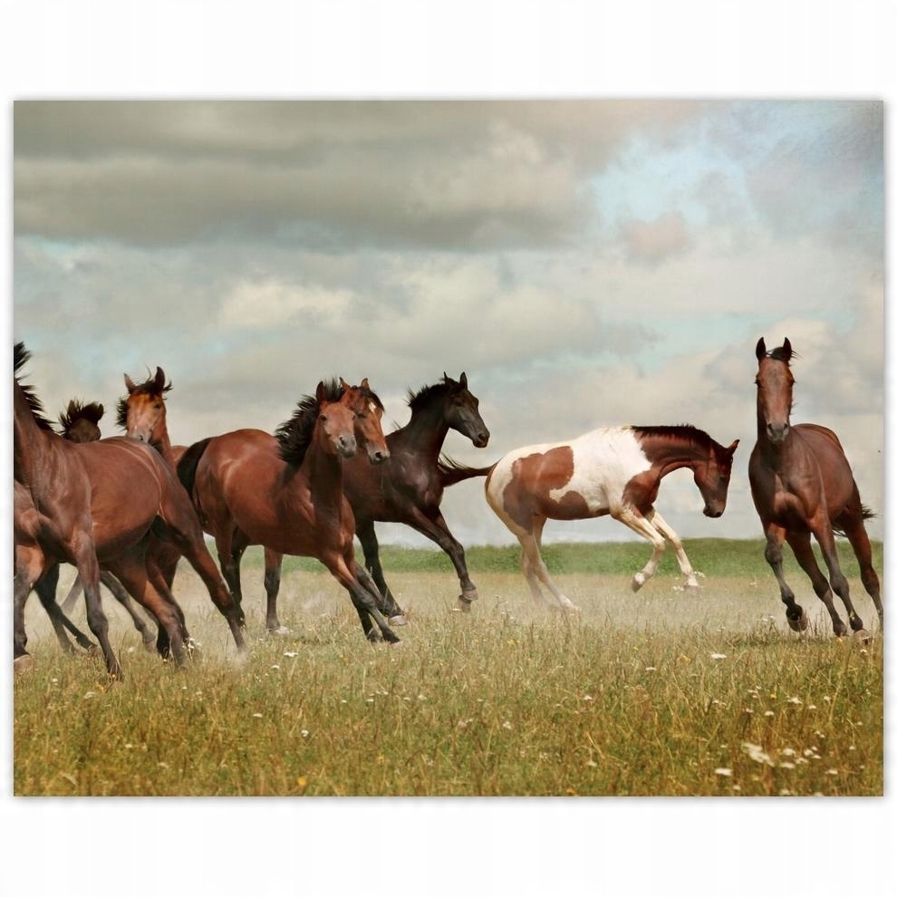 

Plakat 50x40 Koń Konie Jeździectwo
