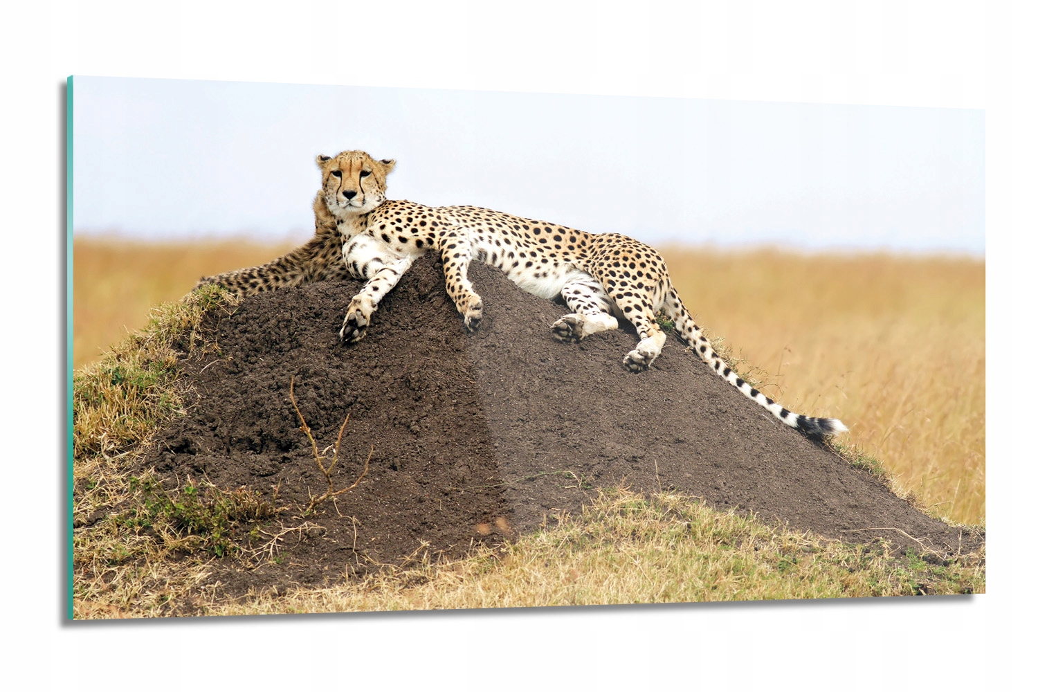dekor Gepard půda tráva kuchyňská 120x60 nástěnná