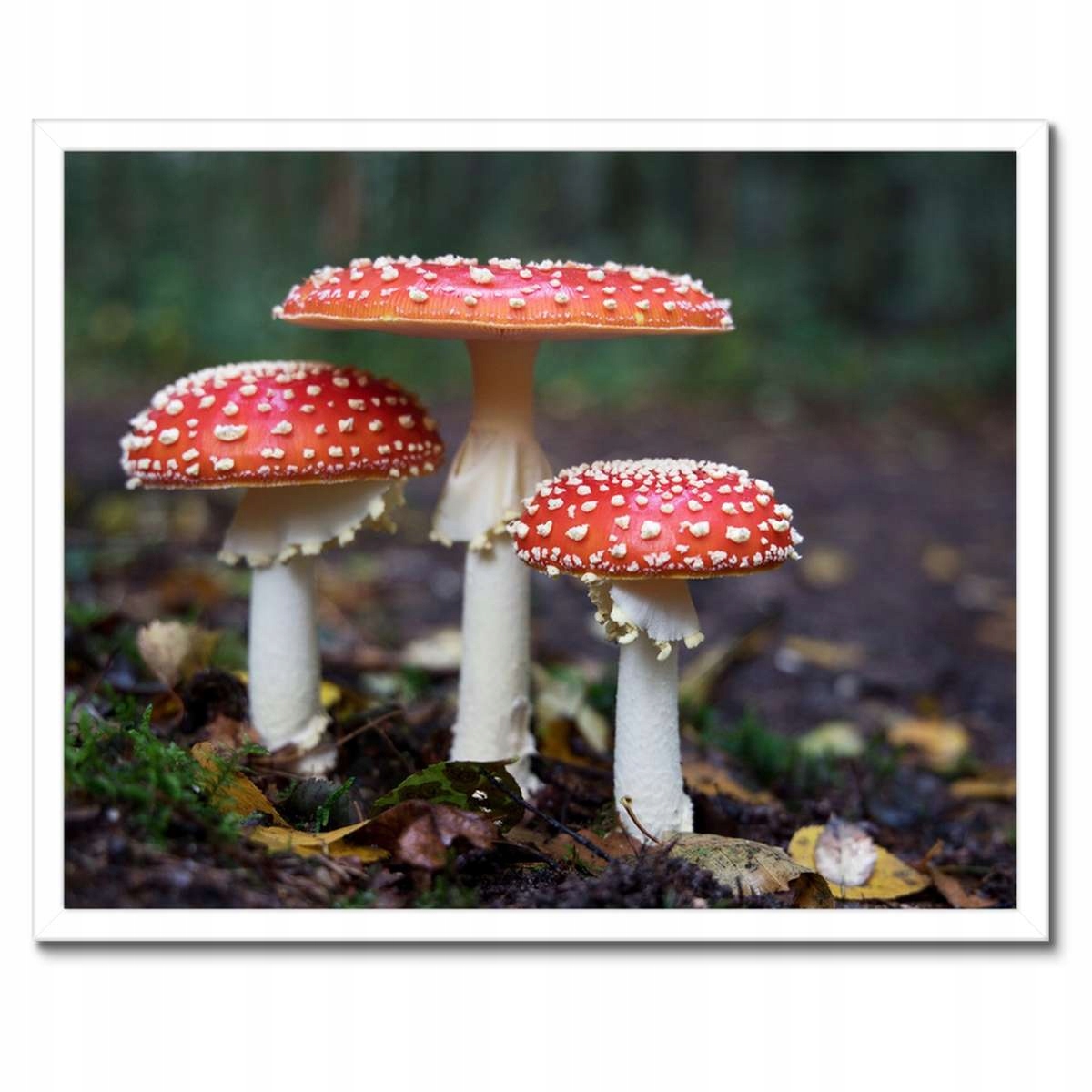 Plakáty v rámu 50x40 Makrofotografie MacroFoto