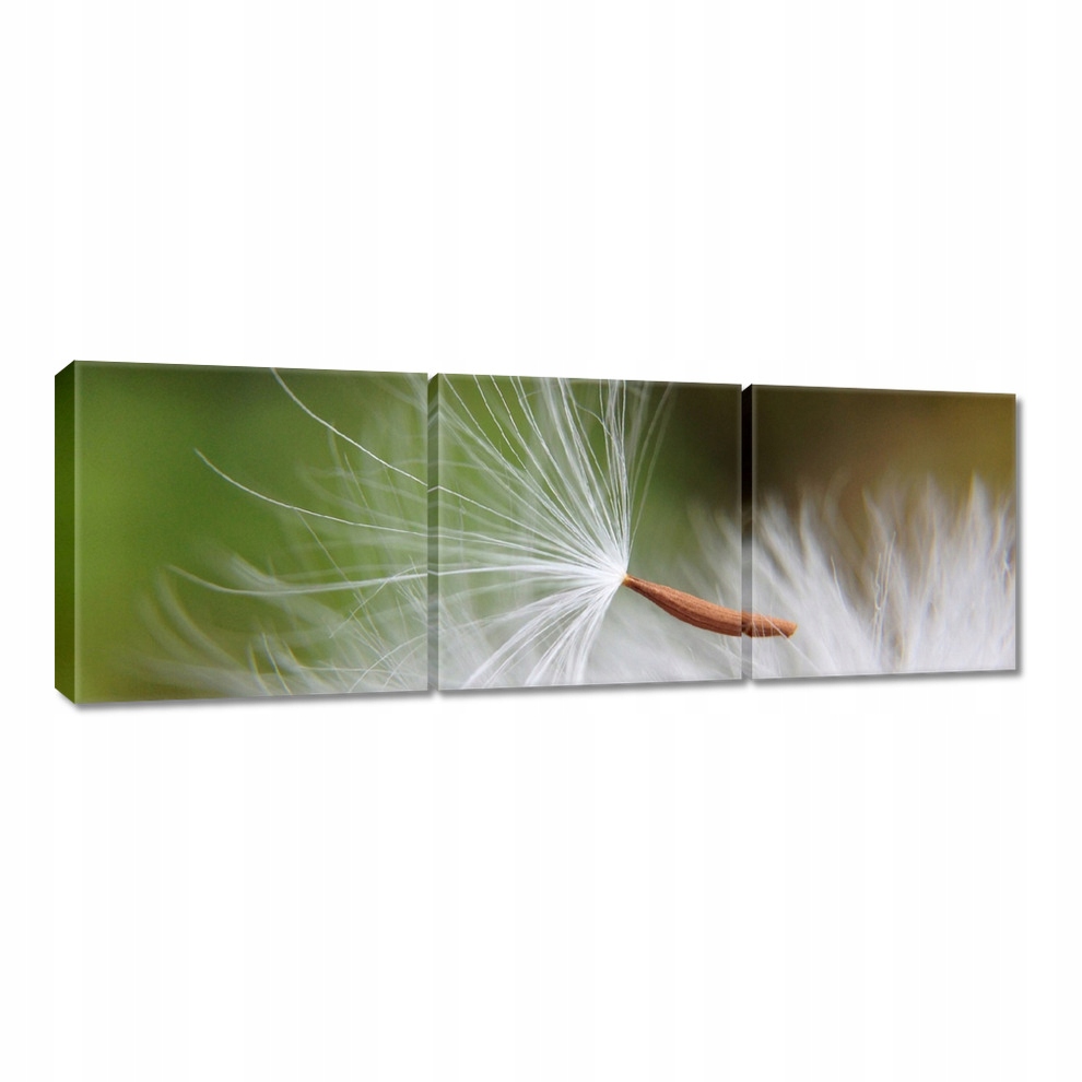 

Obrazy 60x20 Dmuchawiec Kwiat Kwiatki