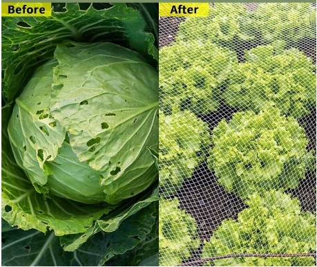 Siatka ochronna na rośliny, o drobnych oczkach, 3 x 6 m do ochrony roślin Szerokość produktu 600 cm