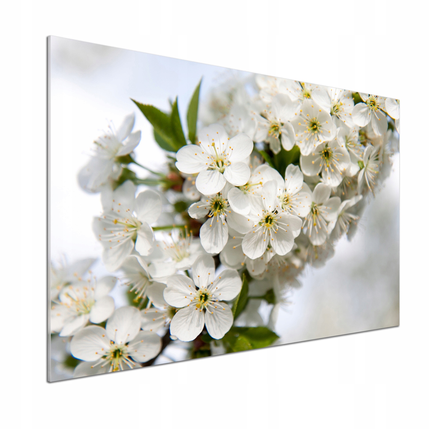 Panel dekor sklo Kvety čerešní 100x70 cm Lepidlo