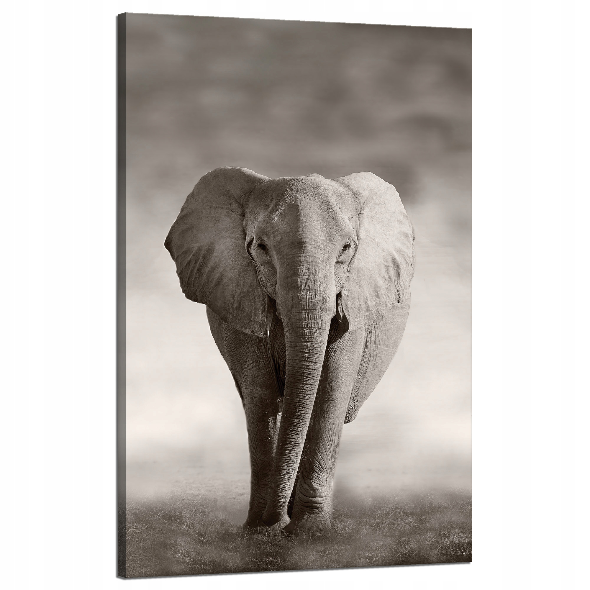 Obraz na plátně Černobílý slon pózující v Africe 50x80 cm