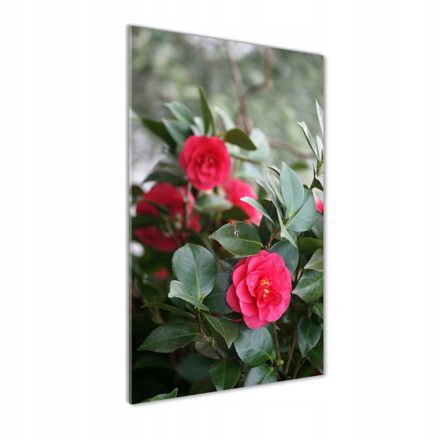 Fotoobraz na skle Kamélie 60x120 cm