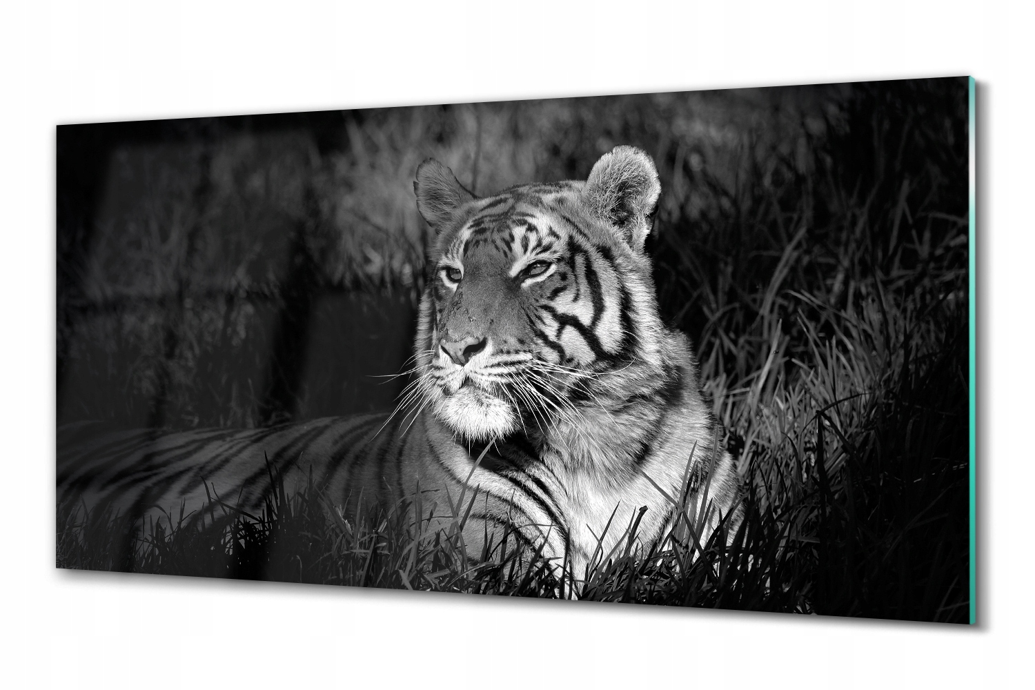Moderný sklenený obraz Tiger tráva noc 100x50