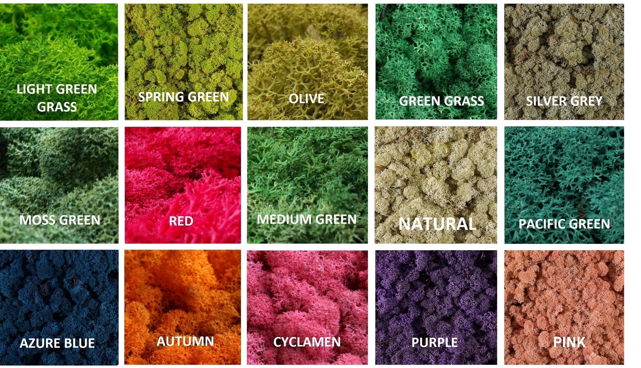 Mech Chrobotek Reniferowy 500g NETTO 15 kolorów Szerokość produktu 50 cm