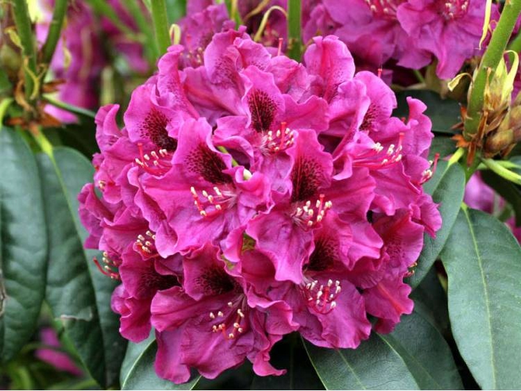 Rododendron Różanecznik biskupi OLIN O. DOBBS