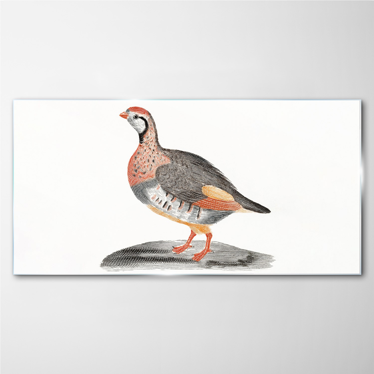 

Obraz szklany z nadrukiem Zwierzę ptak 100x50 cm