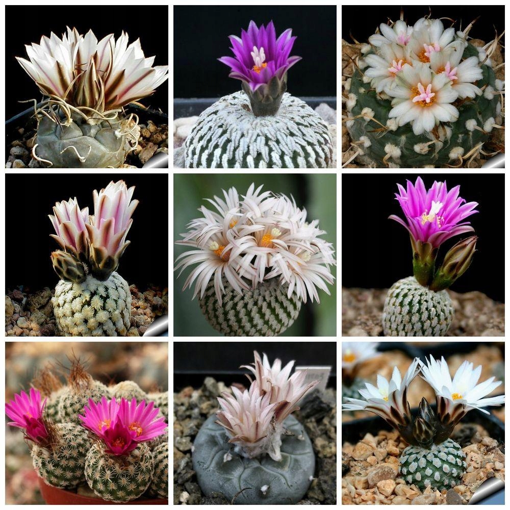 NASIONA Kaktus TURBINICARPUS MIX (5902166318461) • Cena, Opinie ...