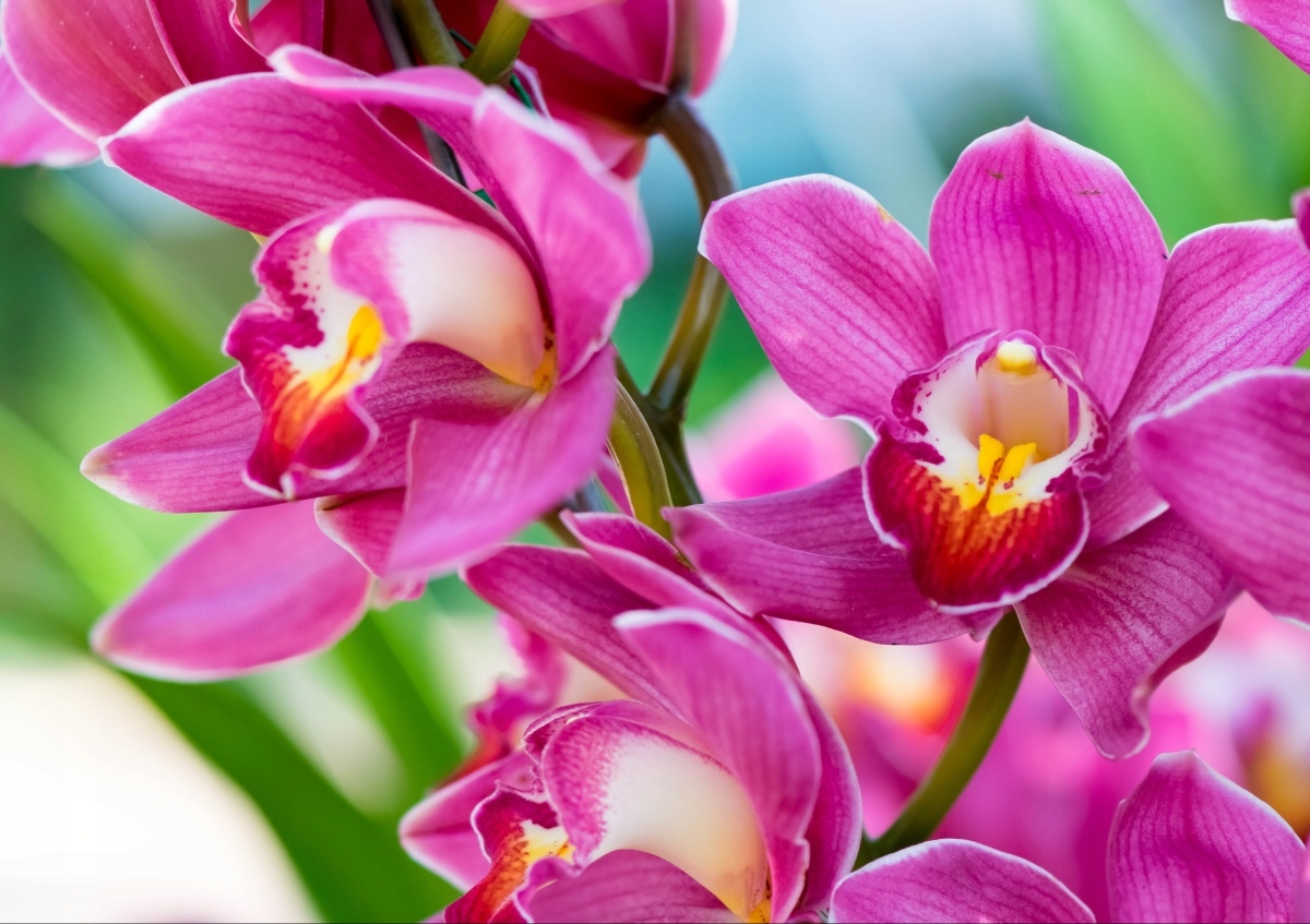 

Tapeta flizelinowa Różowe orchidee - 208x146