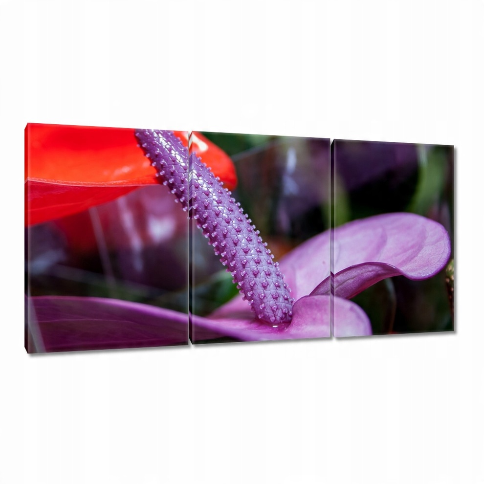 

Obrazy 120x60 Fioletowe anturium