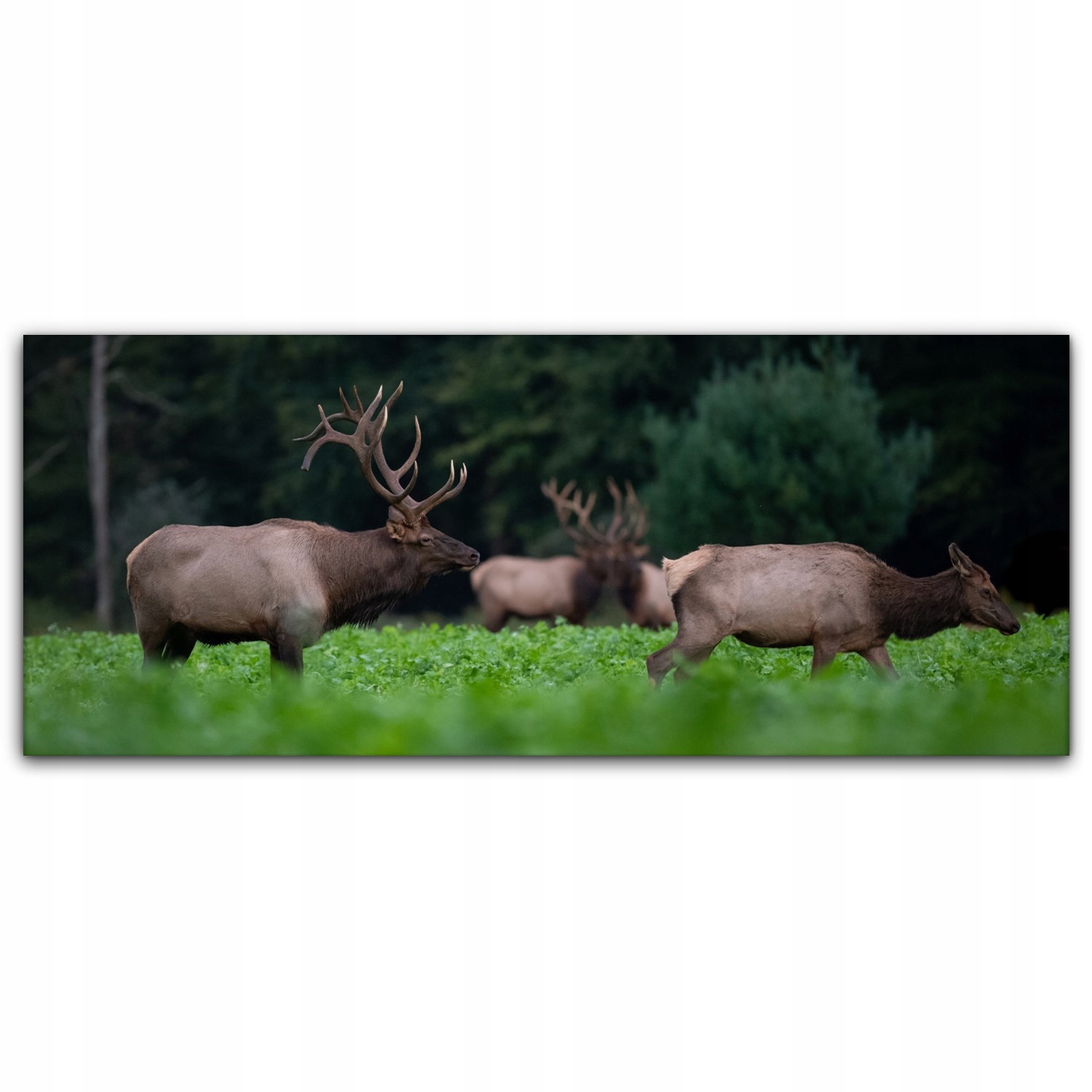 

Obraz na płótnie na ścianę 125x50 Łoś Zwierzę Las